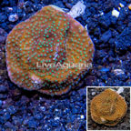 LiveAquaria® Cultured Montipora Coral (click for more detail)