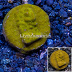 LiveAquaria® Cultured Psammocora Coral (click for more detail)