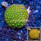 LiveAquaria® Cultured Leptastrea (click for more detail)