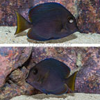 Caribbean Blue Tang [Blemish] (click for more detail)