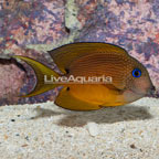 Two Spot Bristletooth Tang (click for more detail)