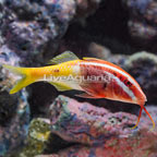 Bicolor Goatfish (click for more detail)