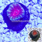 Acan Lord Coral Indonesia (click for more detail)