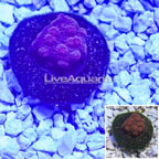 Indonesia Cultured Ultra Chalice Coral (click for more detail)