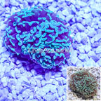 Hammer Coral Indo-Pacific  (click for more detail)