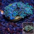 LiveAquaria® Cultured Starburst Polyp Coral (click for more detail)