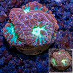 LiveAquaria® Cultured Blastomussa Coral (click for more detail)