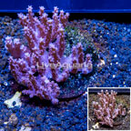 Tree Coral Indonesia (click for more detail)