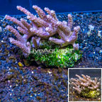 Tree Coral Indonesia (click for more detail)