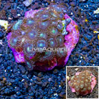 Zoanthus Coral Indonesia  (click for more detail)