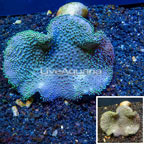 Toadstool Leather Coral Australia (click for more detail)