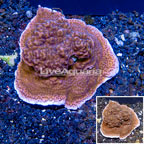 Montipora Coral Indonesia  (click for more detail)