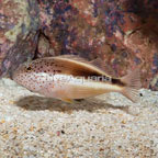 Freckled Hawkfish  (click for more detail)