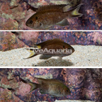 Regal Damselfish, Trio (click for more detail)