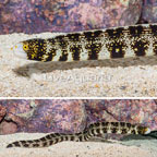 Snowflake Eel  (click for more detail)