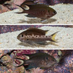 Regal Damselfish, Trio (click for more detail)