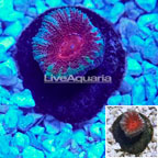 LiveAquaria® Cultured Acan Lord Coral (click for more detail)