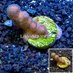 LiveAquaria® Cultured Stylophora Coral (click for more detail)