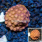 LiveAquaria® Cultured Cyphastrea Frag (click for more detail)