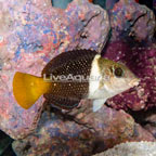 Banner Wrasse  (click for more detail)