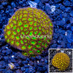 LiveAquaria® Cultured Leptastrea Coral (click for more detail)