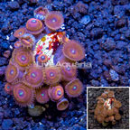 LiveAquaria® Cultured Zoanthus Coral (click for more detail)