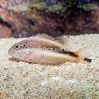 Freckled Hawkfish (click for more detail)