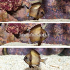 Cloudy Damselfish, Trio (click for more detail)