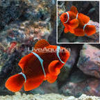 Maroon Clownfish (click for more detail)