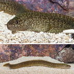 Richardson's Moray Eel (click for more detail)