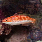 Longfin Fairy Wrasse (click for more detail)