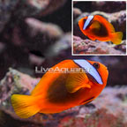 Tomato Clownfish (click for more detail)