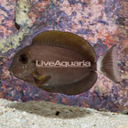 Epaulette Surgeonfish (click for more detail)