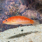 Longfin Fairy Wrasse (click for more detail)