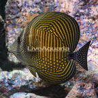 Sailfin Tang, Desjardini (click for more detail)