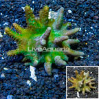 Devil's Hand Leather Coral Indonesia (click for more detail)