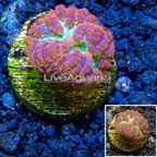 LiveAquaria® Cultured Blastomussa Coral (click for more detail)