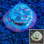 LiveAquaria® Cultured Ultra Chalice Coral (click for more detail)