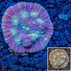 LiveAquaria® Cultured Ultra Chalice Coral (click for more detail)