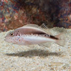 Freckled Hawkfish  (click for more detail)
