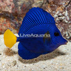 Purple Tang (click for more detail)