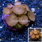 Protopalythoa Coral Indonesia (click for more detail)