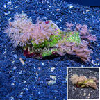Waving Hand Coral Vietnam (click for more detail)