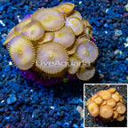 Protopalythoa Coral Indonesia (click for more detail)