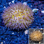 Long Tentacle Plate Coral Australia (click for more detail)