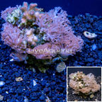 Pom Pom Xenia and Pocillopora Combo Rock Indonesia (click for more detail)