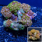 Zoanthus Coral Indonesia (click for more detail)