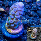 USA Cultured Acropora Coral (click for more detail)