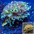 LiveAquaria® Cultured Torch Coral (click for more detail)