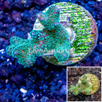 LiveAquaria® Cultured Stylophora Coral (click for more detail)